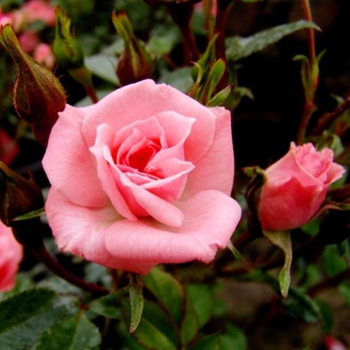 Shop - Rosa Rennie's Pink™ - rosa - zwergrosen - diskret duftend - Bruce F. Rennie - Hervorragend geeignet für Dekoration , füllt den Boden aus, blüht durchgehend.